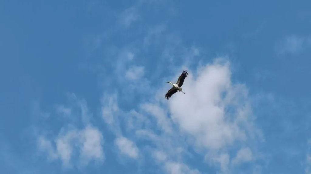 就賴這了！“趕不走”的國家一級保護動物東方白鸛！